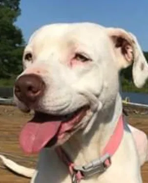 Lost dog in Boiling Springs, SC, 29316
