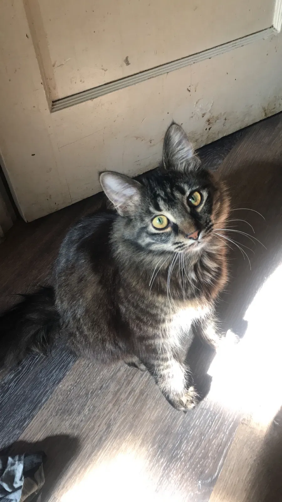 Lost cat in Akron, OH, 44310