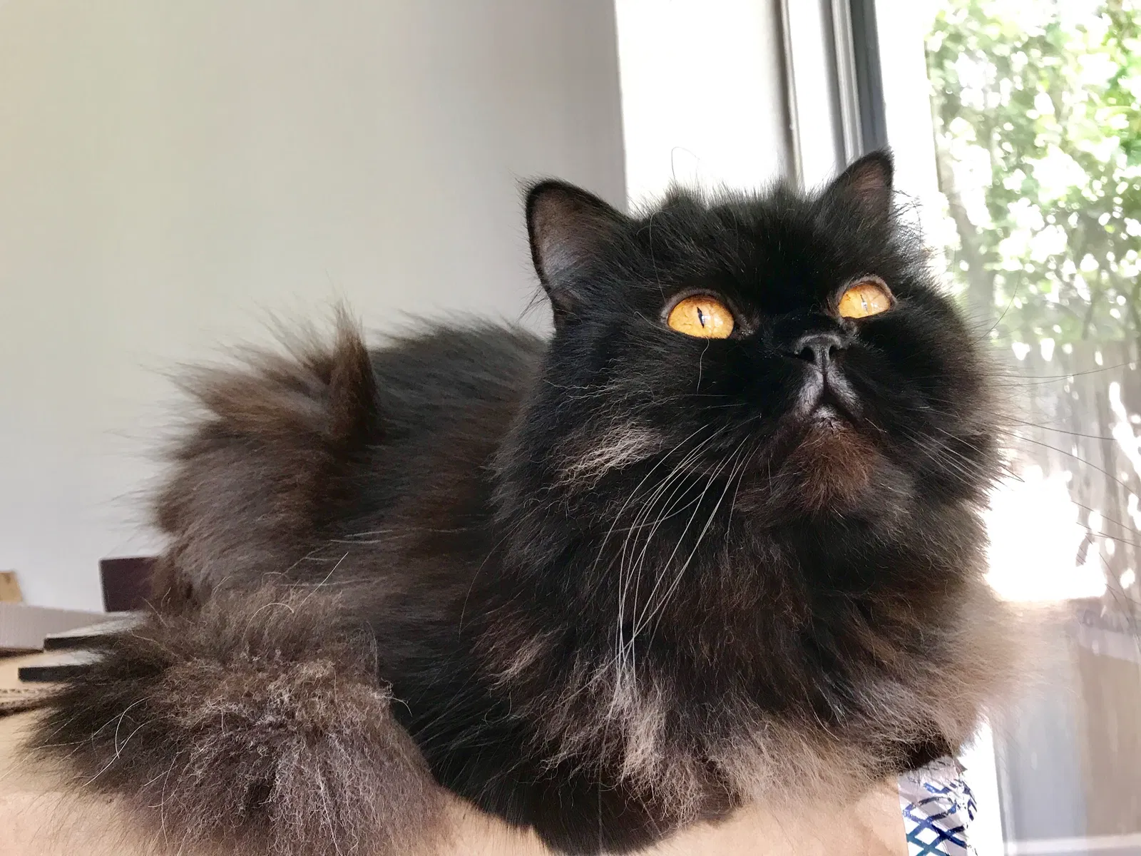 Lost cat in Kingsport, TN, 37663