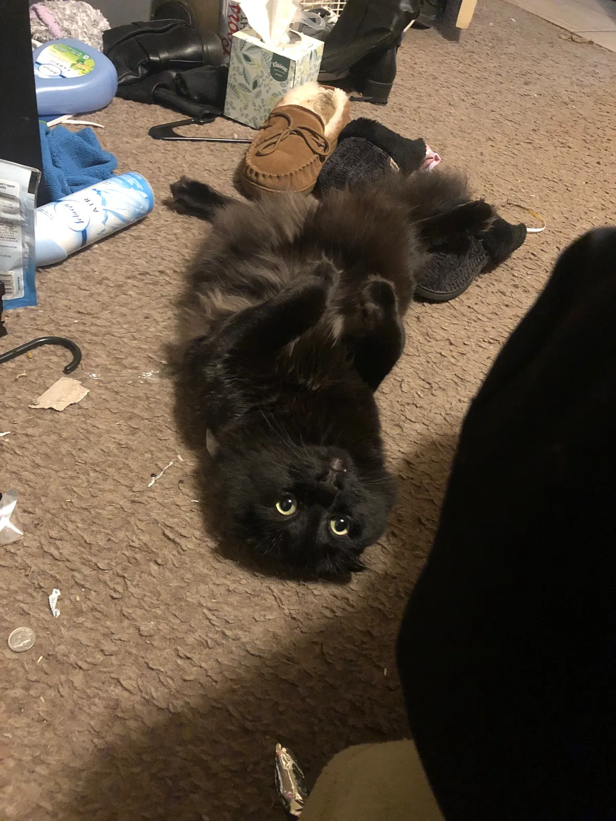 Lost cat in La Pine, OR, 97739