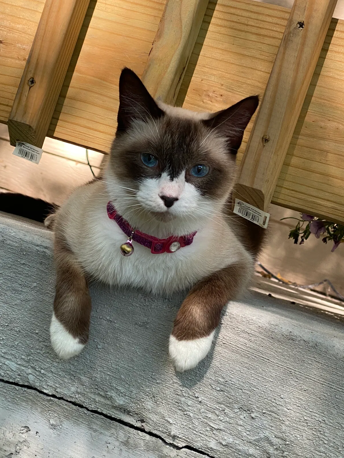 Lost cat in Lombard, IL, 60148