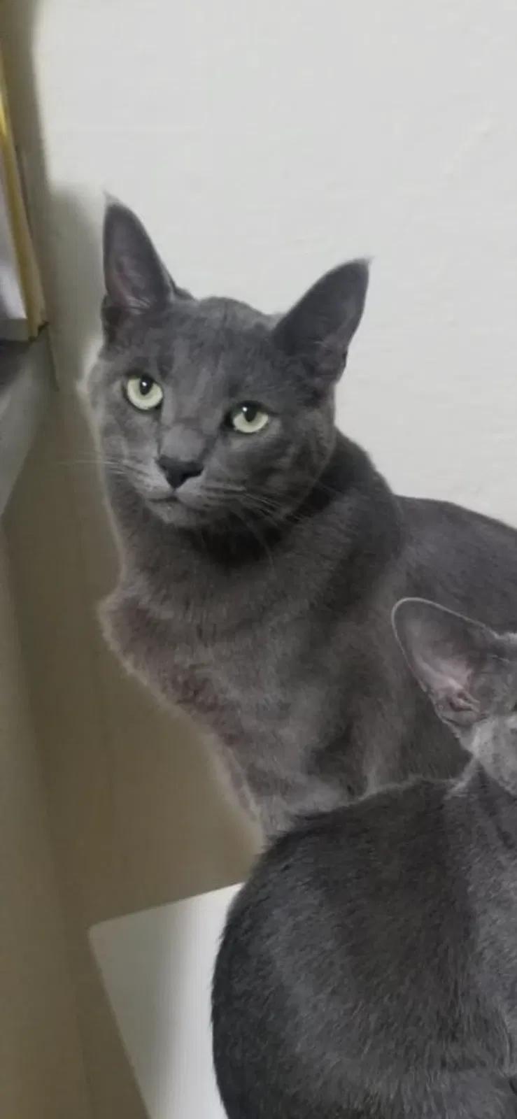 Lost cat in San Bruno, CA, 94066