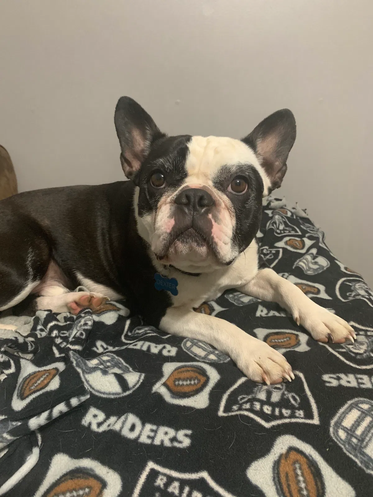 Lost dog in Shepherdsville, KY, 40165