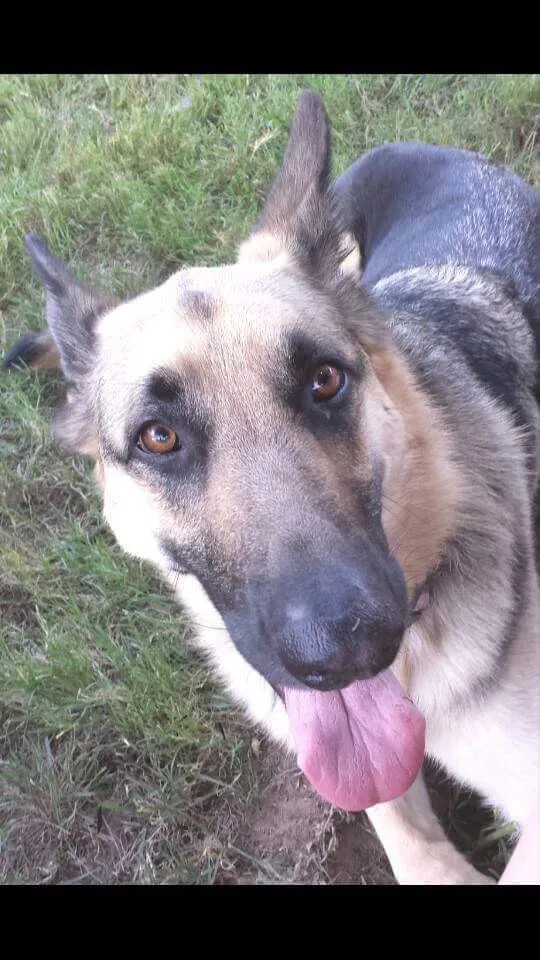 Lost dog in Mansfield, TX, 76063