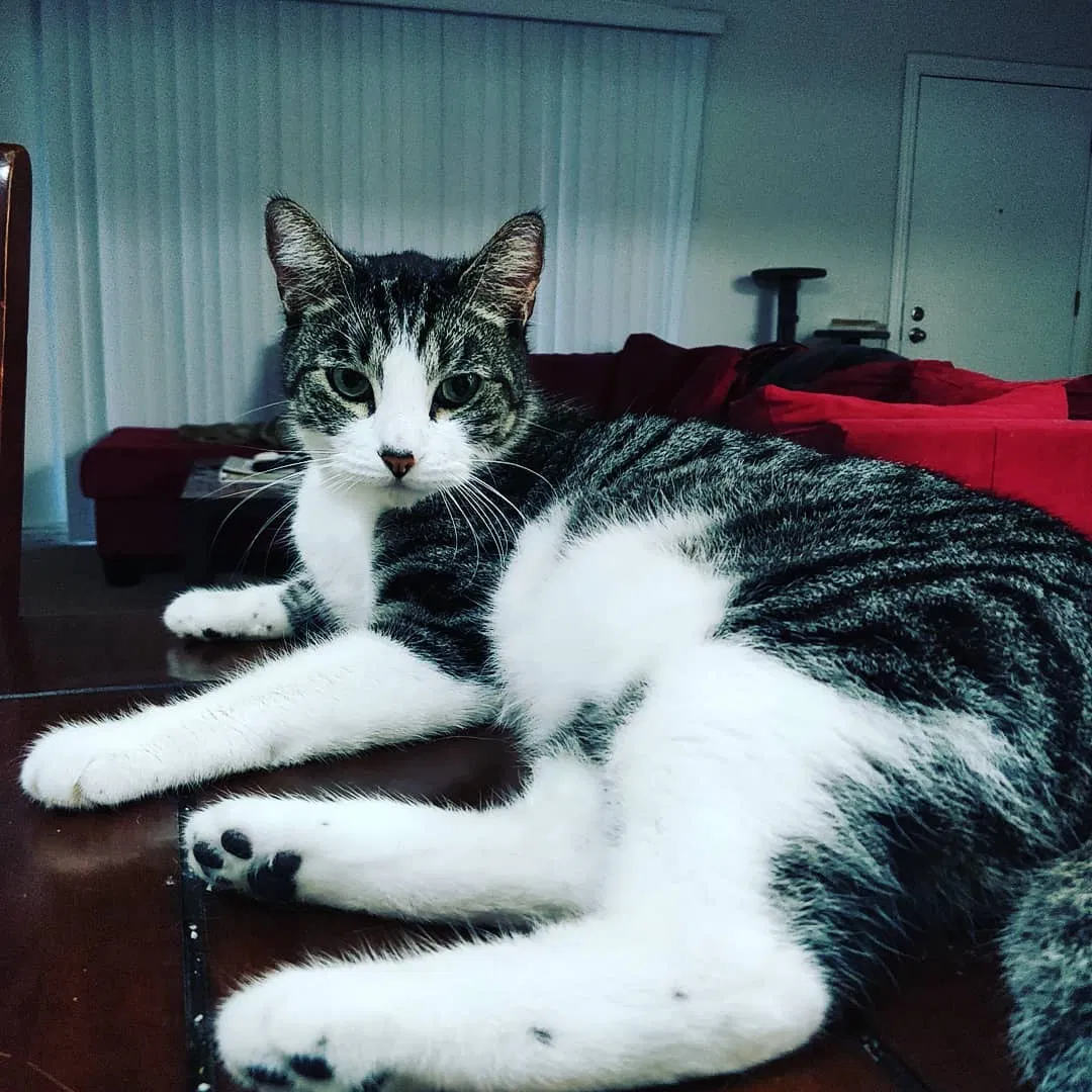 Lost cat in Laguna Hills, CA, 92653