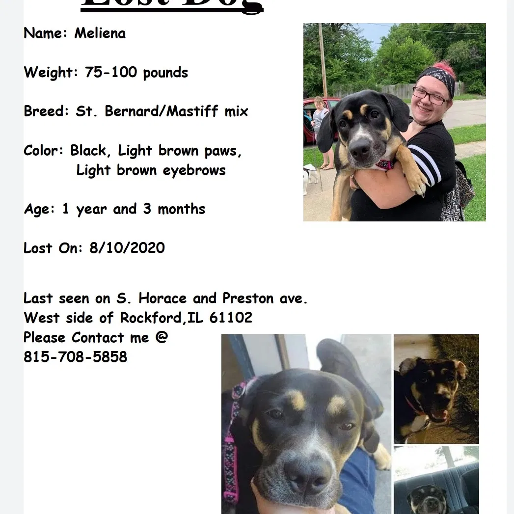 Lost dog in Rockford, IL, 61102