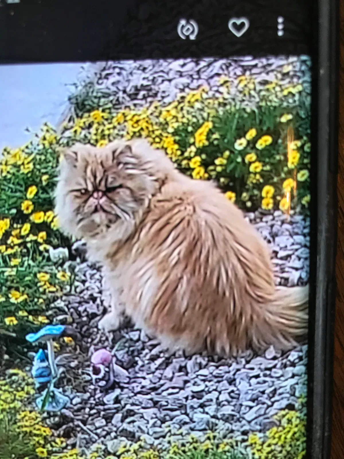 Lost cat in Las Vegas, NV, 89117