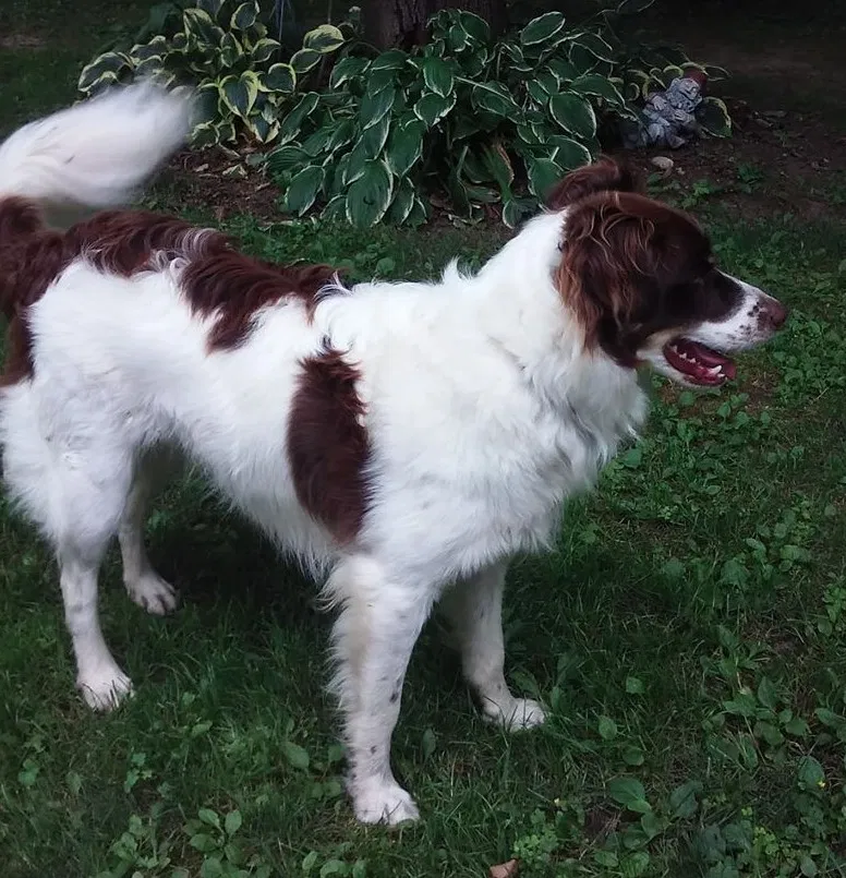 Lost dog in Wausau, WI, 54403