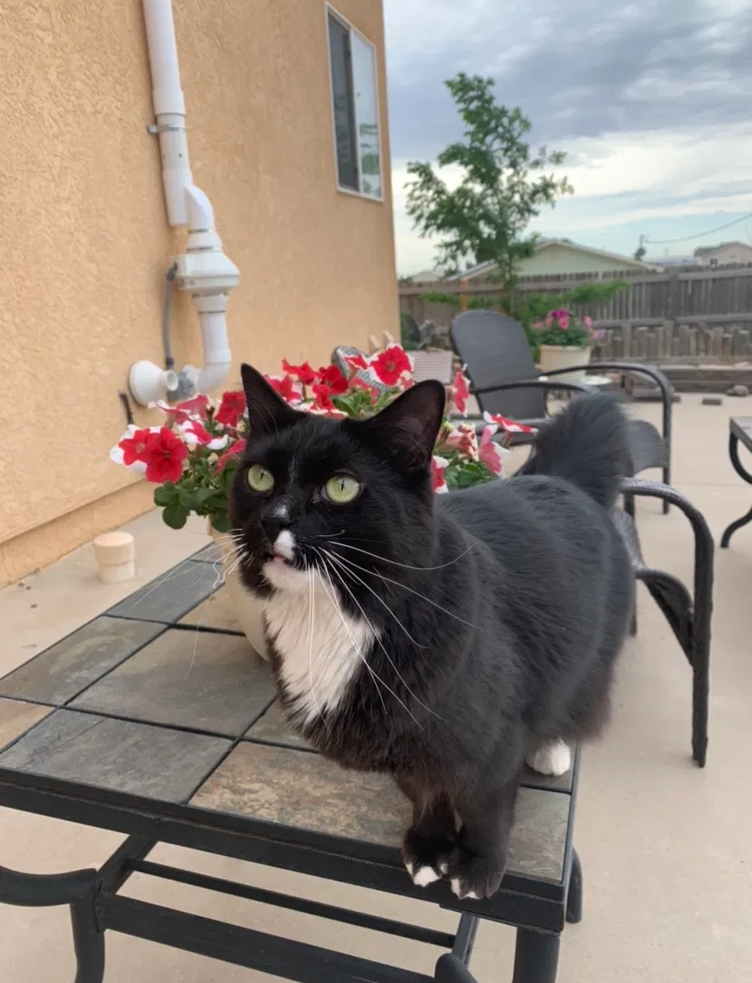 Lost cat in Pueblo, CO, 81007