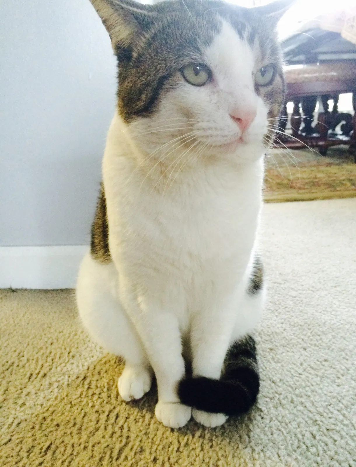 Lost cat in Cordova, TN, 38018