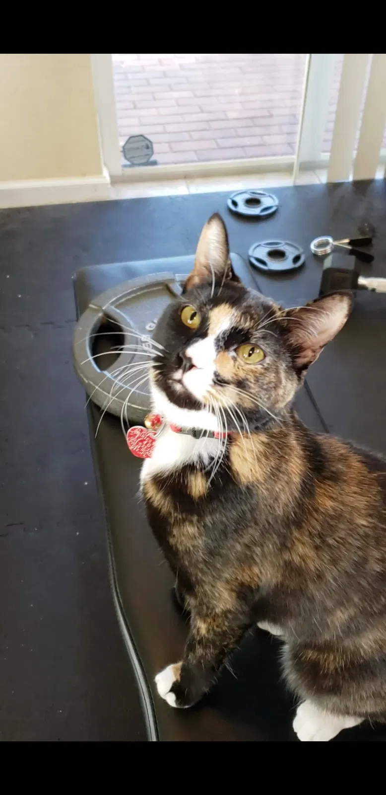 Lost cat in Jupiter, FL, 33458