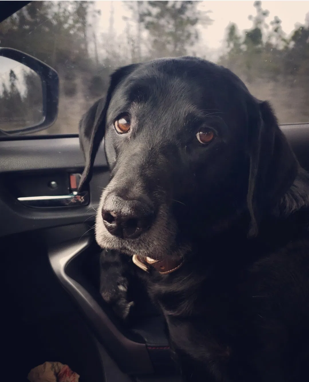 Lost dog in Youngstown, FL, 32466