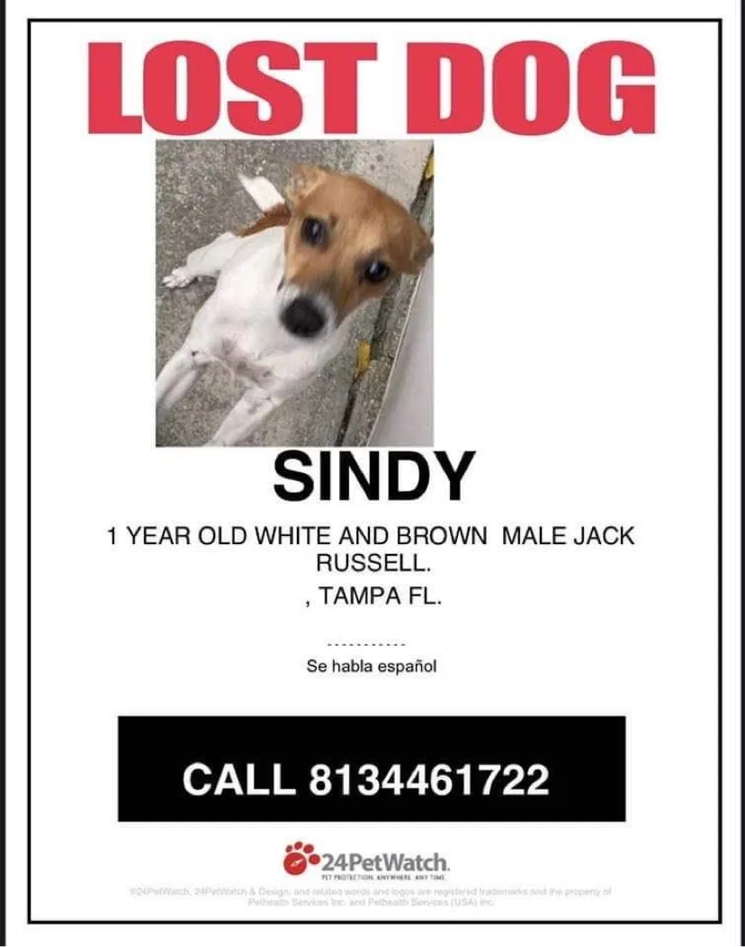 Lost dog in Tampa, FL, 33614