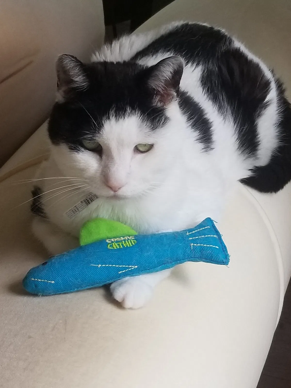 Lost cat in Baltimore, MD, 21210