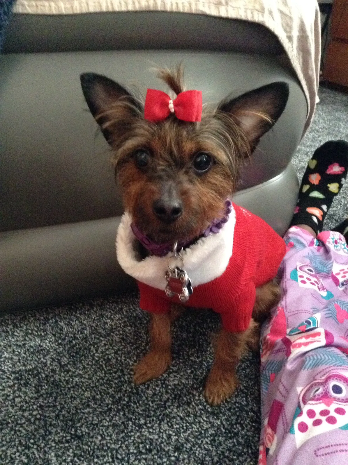 Lost dog in Rosedale, NY, 11422