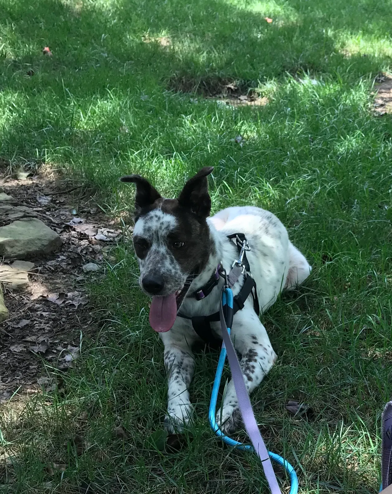 Lost dog in Charlotte, NC, 28227