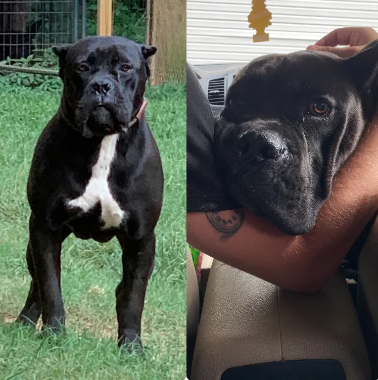 Lost dog in Douglasville, GA, 30134