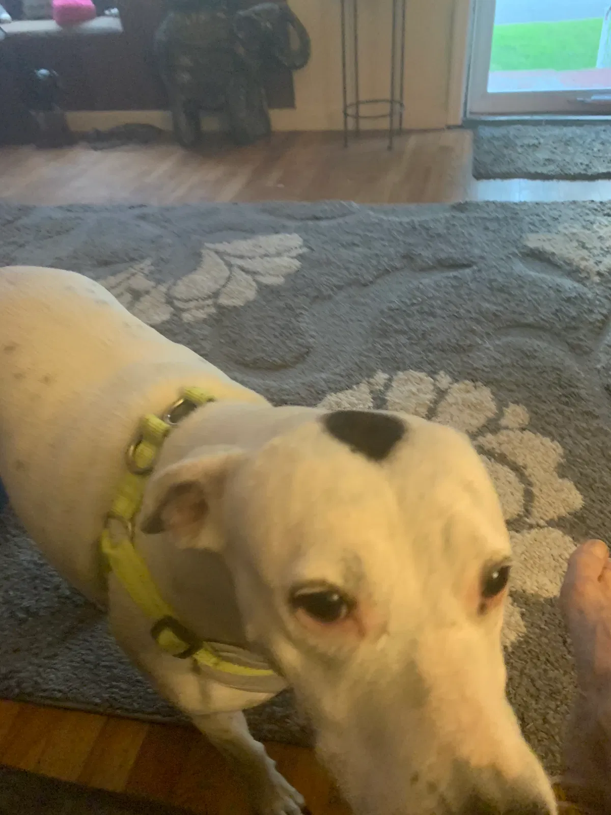 Lost dog in Saint Ann, MO, 63074