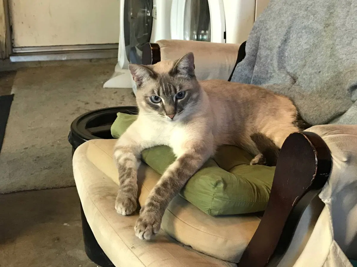Lost cat in Modesto, CA, 95350