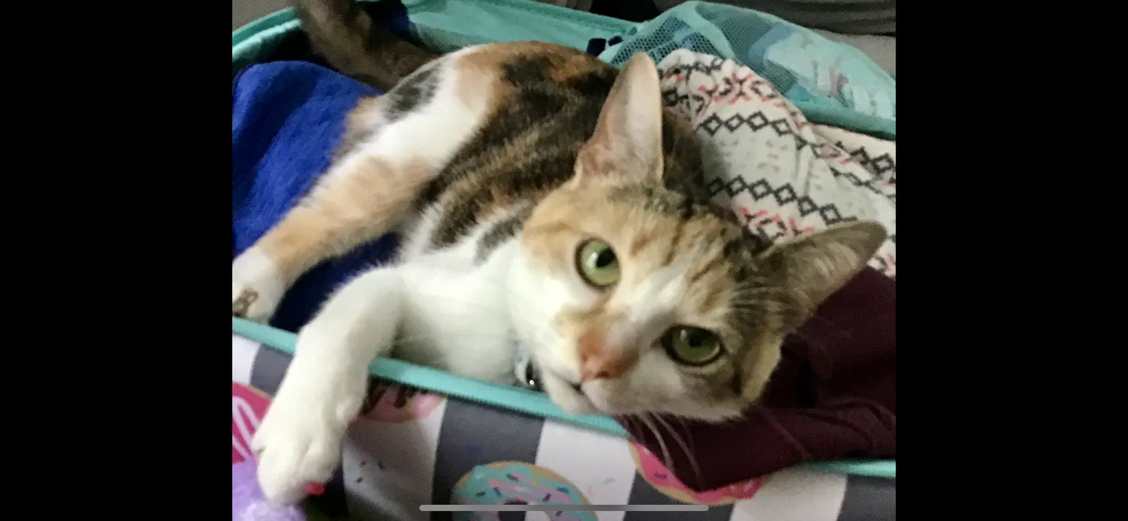 Lost cat in Hartville, OH, 44632