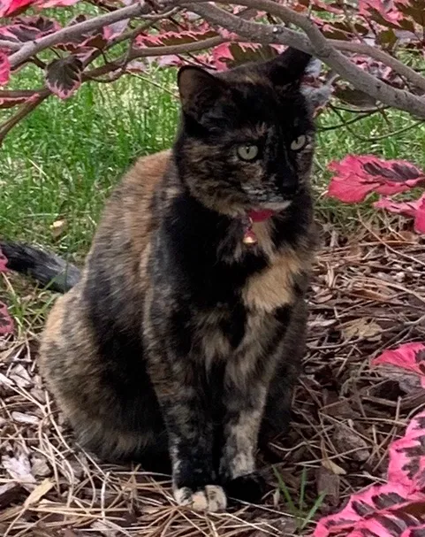 Lost cat in Salt Lake City, UT, 84121