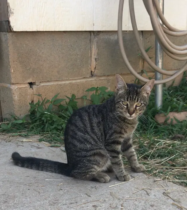 Lost cat in Knoxville, TN, 37912