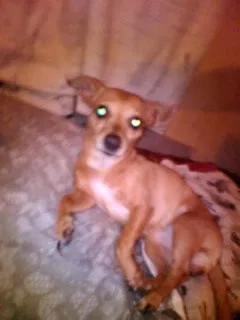 Lost dog in Bakersfield, CA, 93308