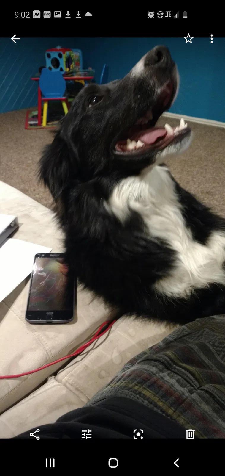 Lost dog in Clearfield, UT, 84015