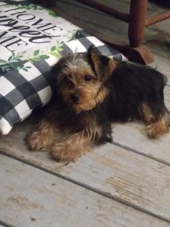 Lost dog in Burgaw, NC, 28425