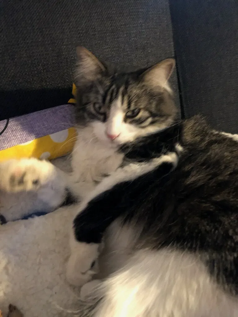 Lost cat in Reno, NV, 89506