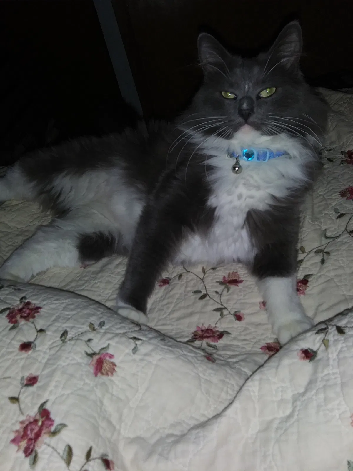 Lost cat in Wichita, KS, 67216
