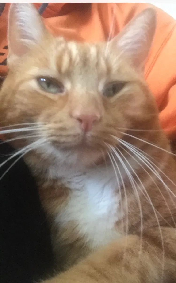 Lost cat in Cincinnati, OH, 45255