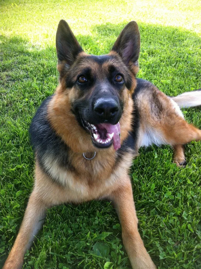 Lost dog in Milwaukee, WI, 53210