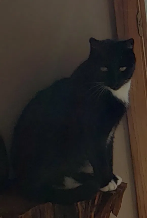 Lost cat in Columbus, OH, 43213
