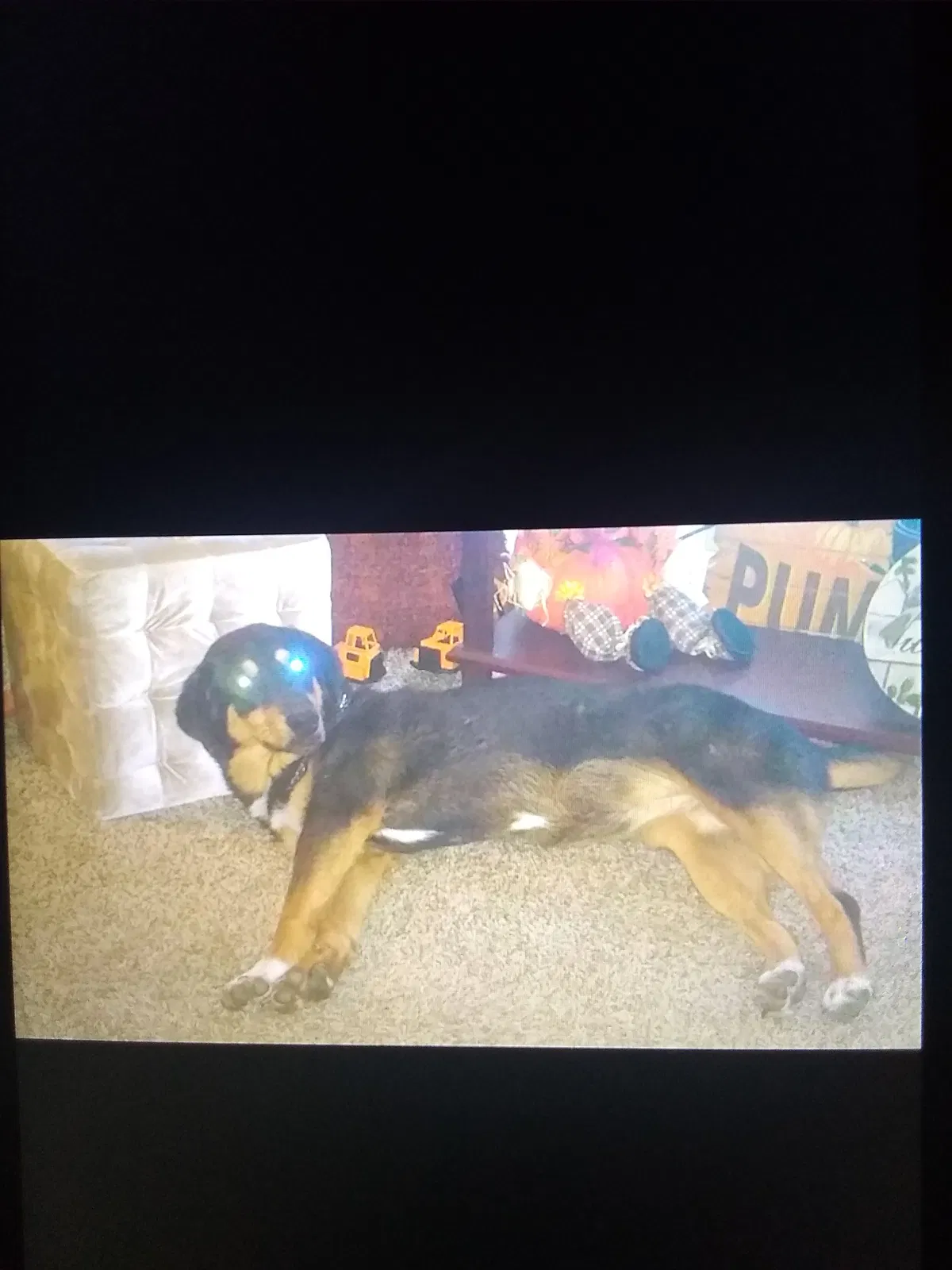 Lost dog in Lytle, TX, 78052