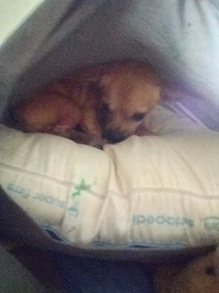 Lost dog in Deltona, FL, 32738