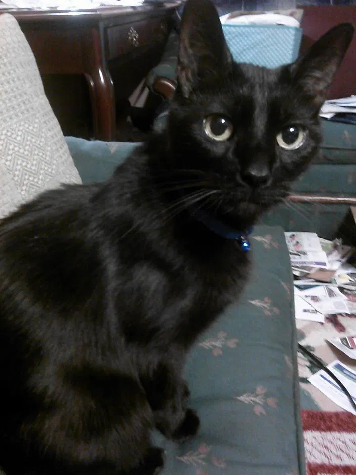 Lost cat in Dayton, OH, 45405