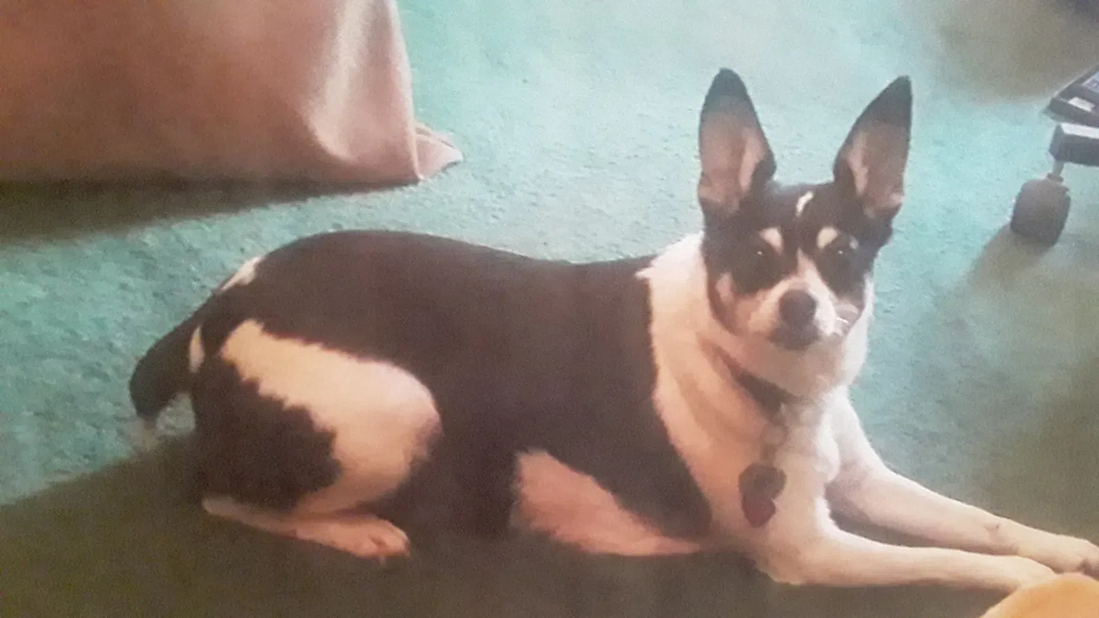 Lost dog in Rome, GA, 30165
