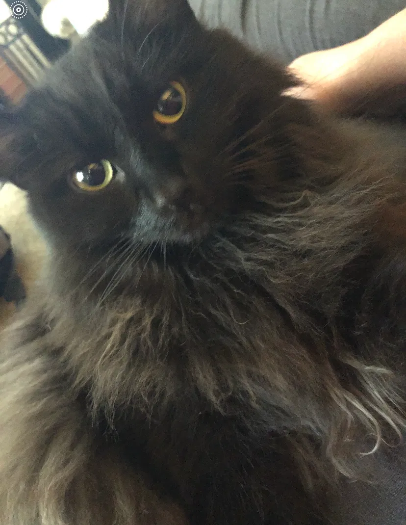 Lost cat in Johnson City, TN, 37615