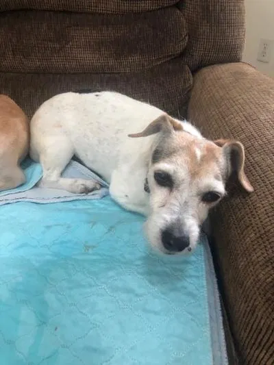 Lost dog in Fortville, IN, 46040