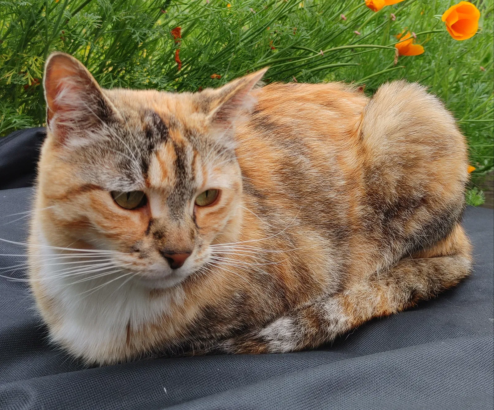 Lost cat in Bellingham, WA, 98225