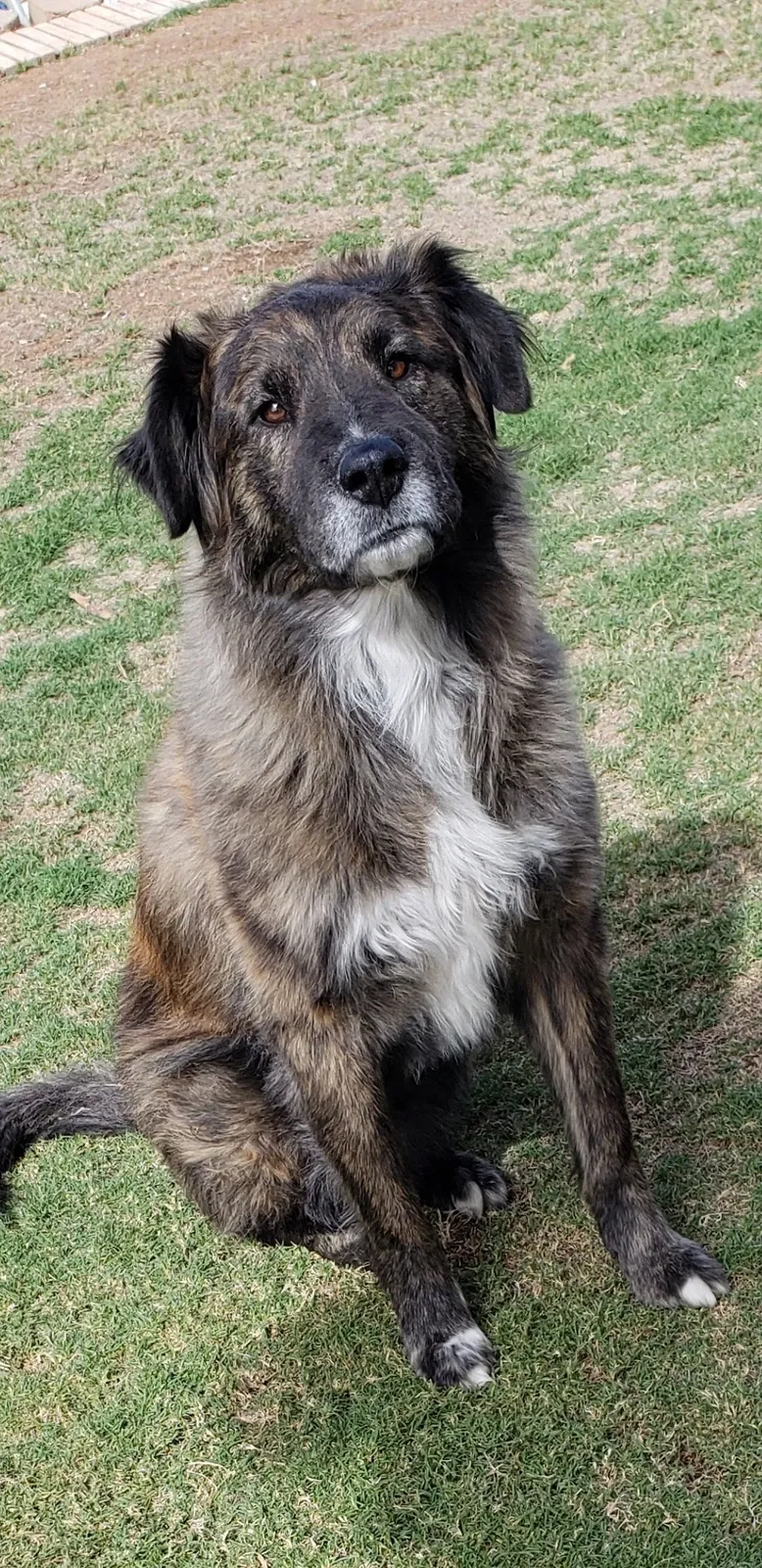 Lost dog in Austin, TX, 78754