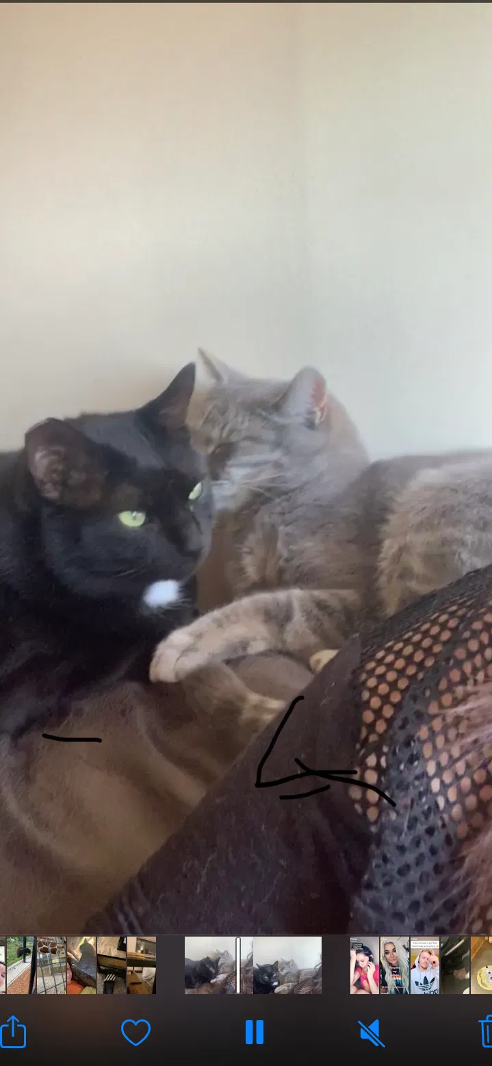 Lost cat in Mckeesport, PA, 15132