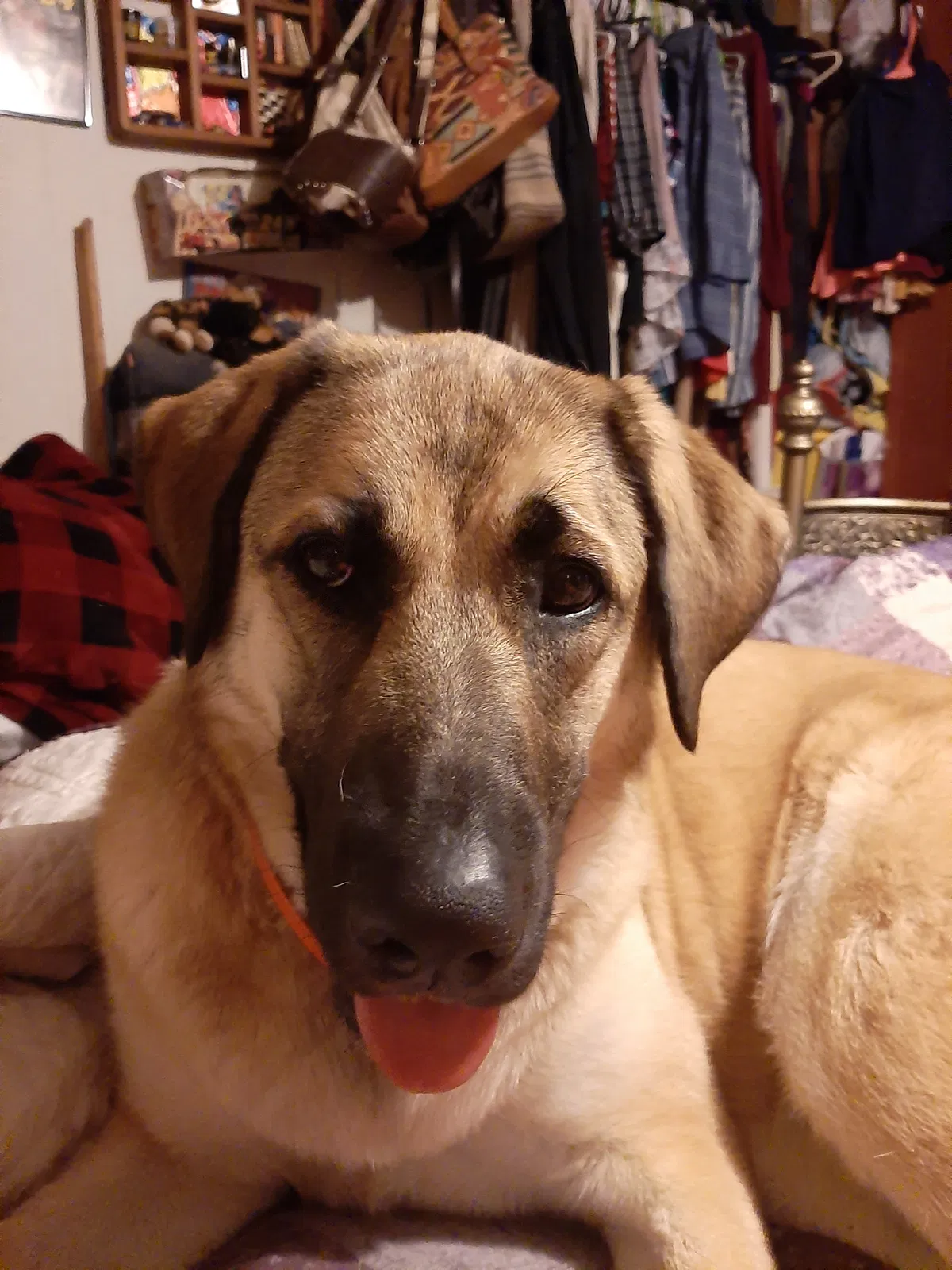 Lost dog in Greenville, MI, 48838