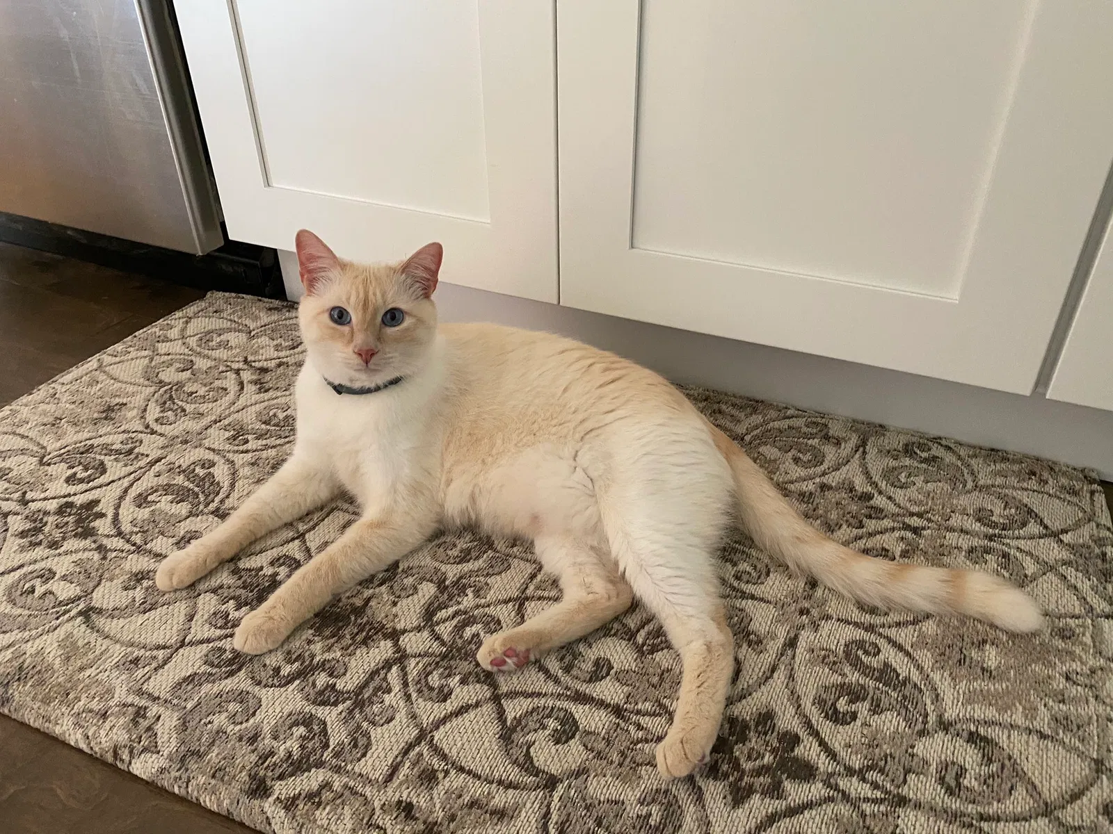 Lost cat in Ozark, MO, 65721