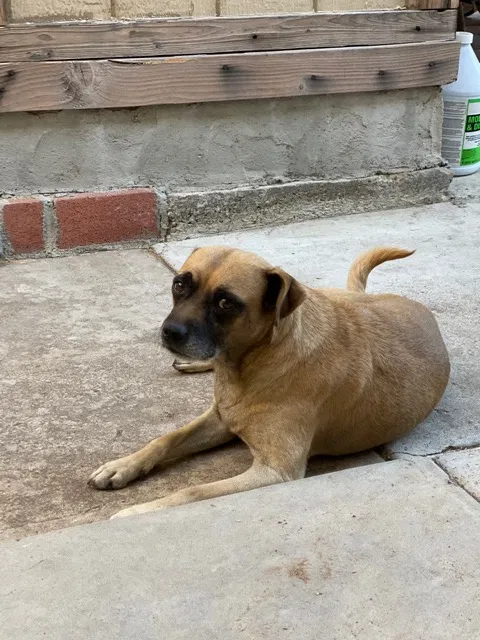 Lost dog in San Diego, CA, 92114