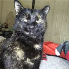 Lost cat in Clearfield, UT, 84015