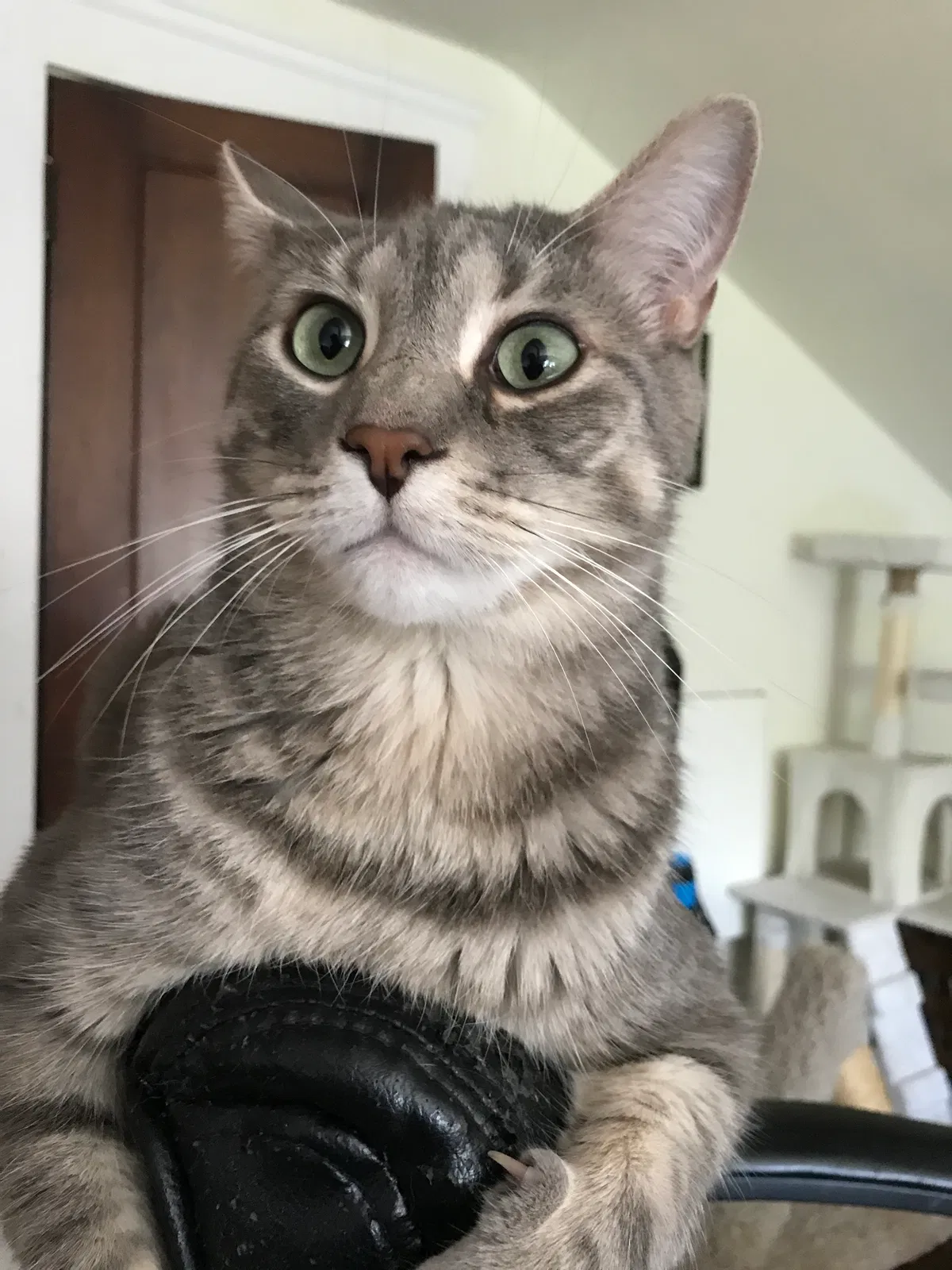 Lost cat in Lakewood, OH, 44107