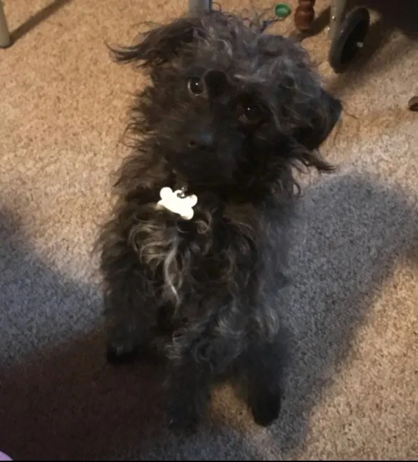 Lost dog in Center Valley, PA, 18034