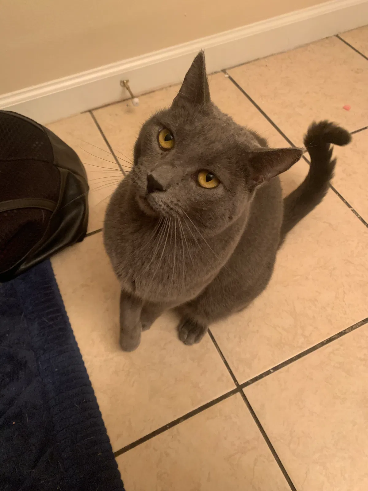Lost cat in Hinesville, GA, 31313